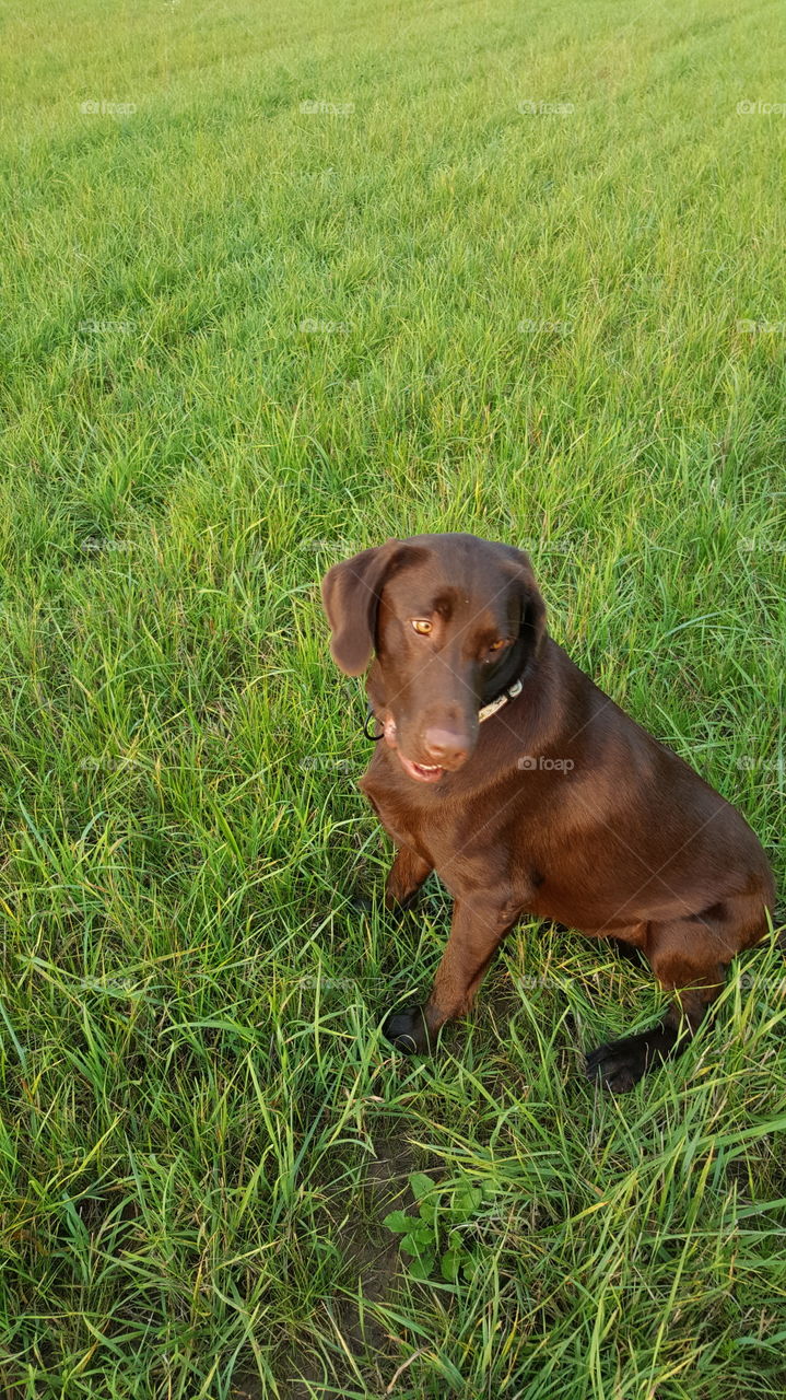 Chocolate Lab looking back over his shoulder while sitting in the field