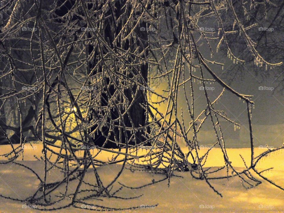 Frozen branches, ice storm