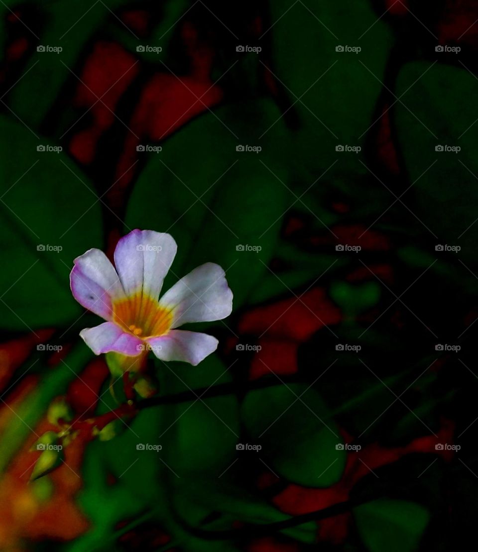 naturelove, beautiful flowers, drak picture