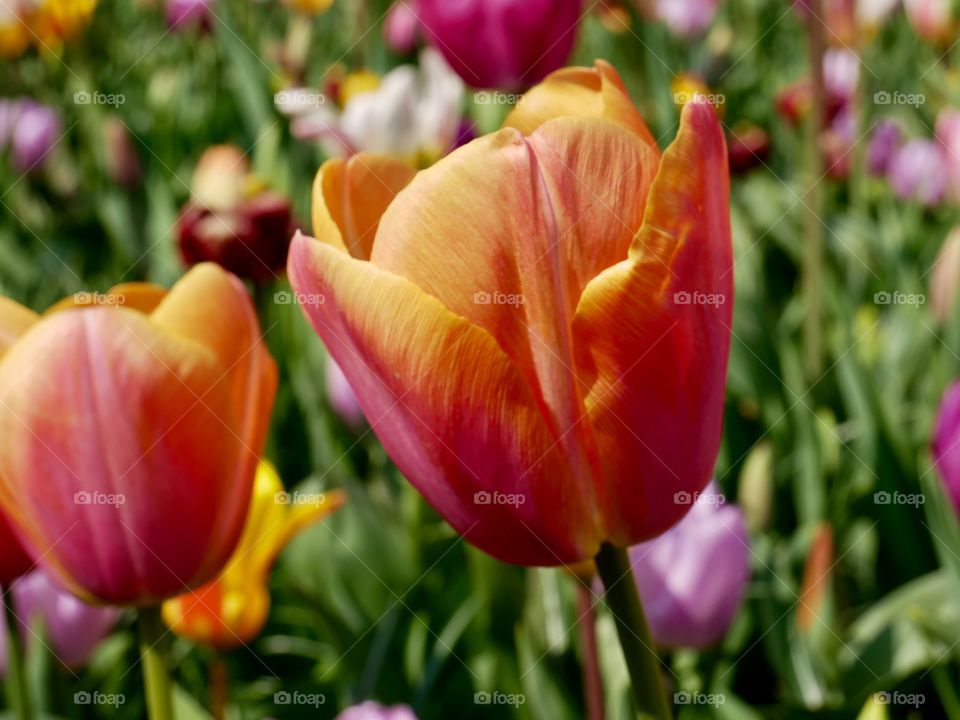 Tulip