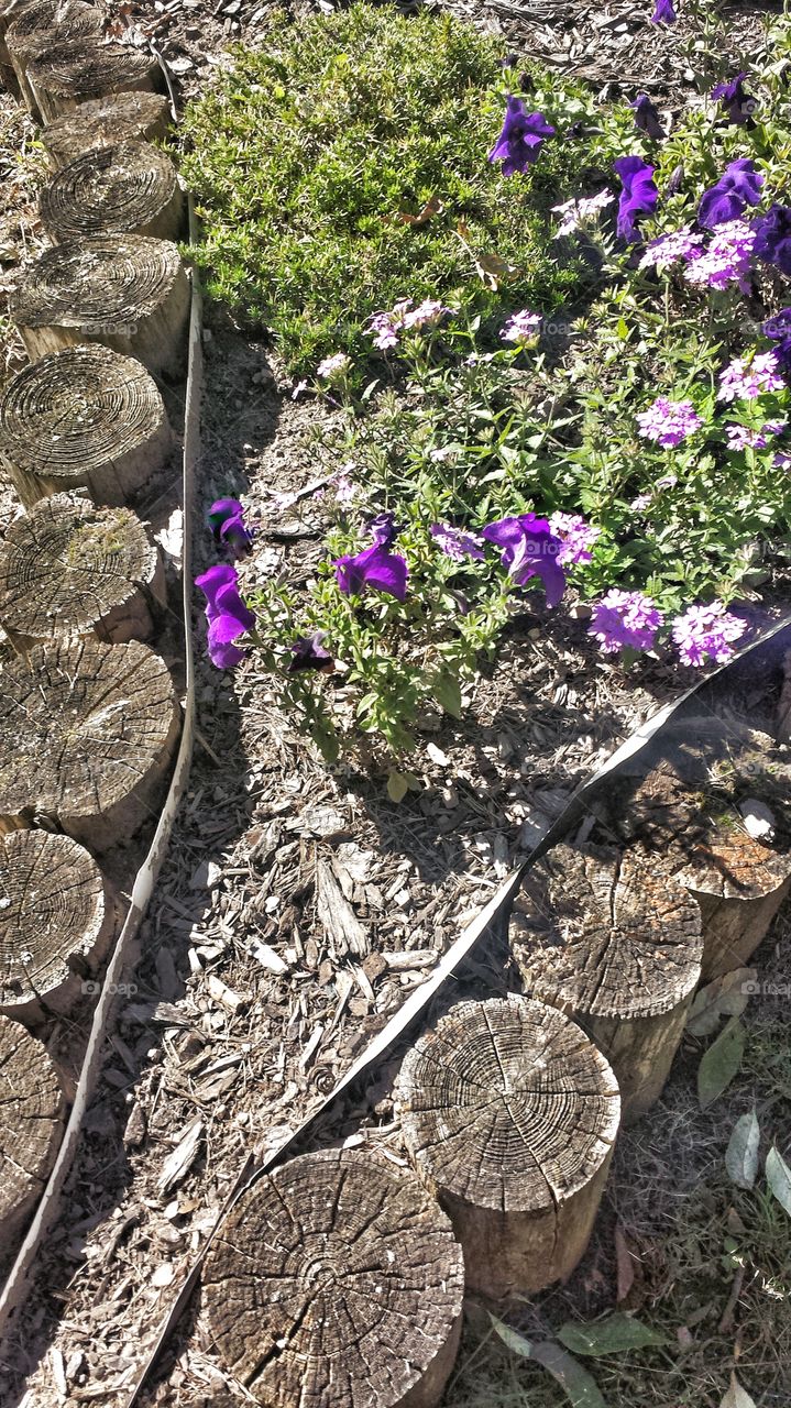 Nature. Garden Fading in Early Autumn