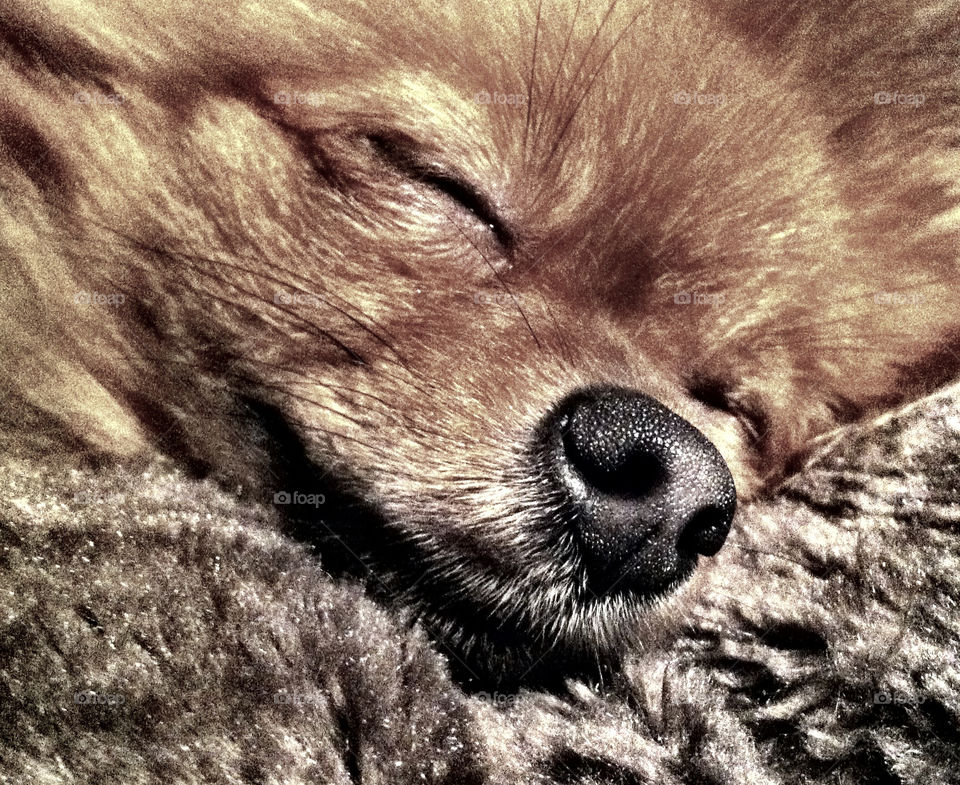 happy dog animal cute by binkyboo