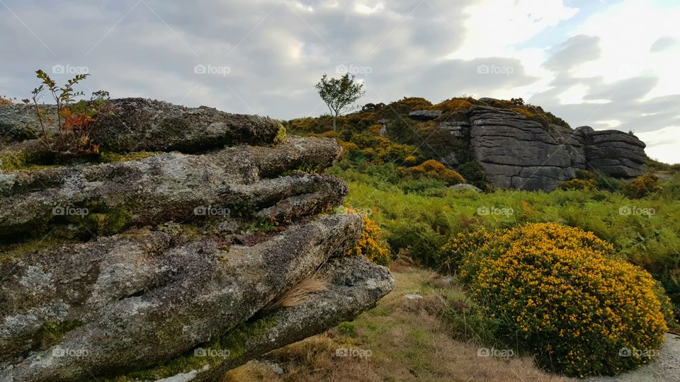 Dartmoor Devon