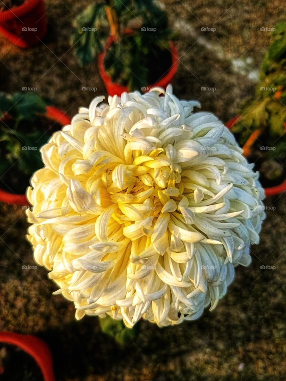 The flower surrounded by pots looks so charming and cozy! It's like a little garden oasis right there. ๐ธ๐ฟ
That flower is really the star of the show, surrounded by its own little fan club of pots! It's like a mini garden in full bloom. ๐ธ๐ฟ