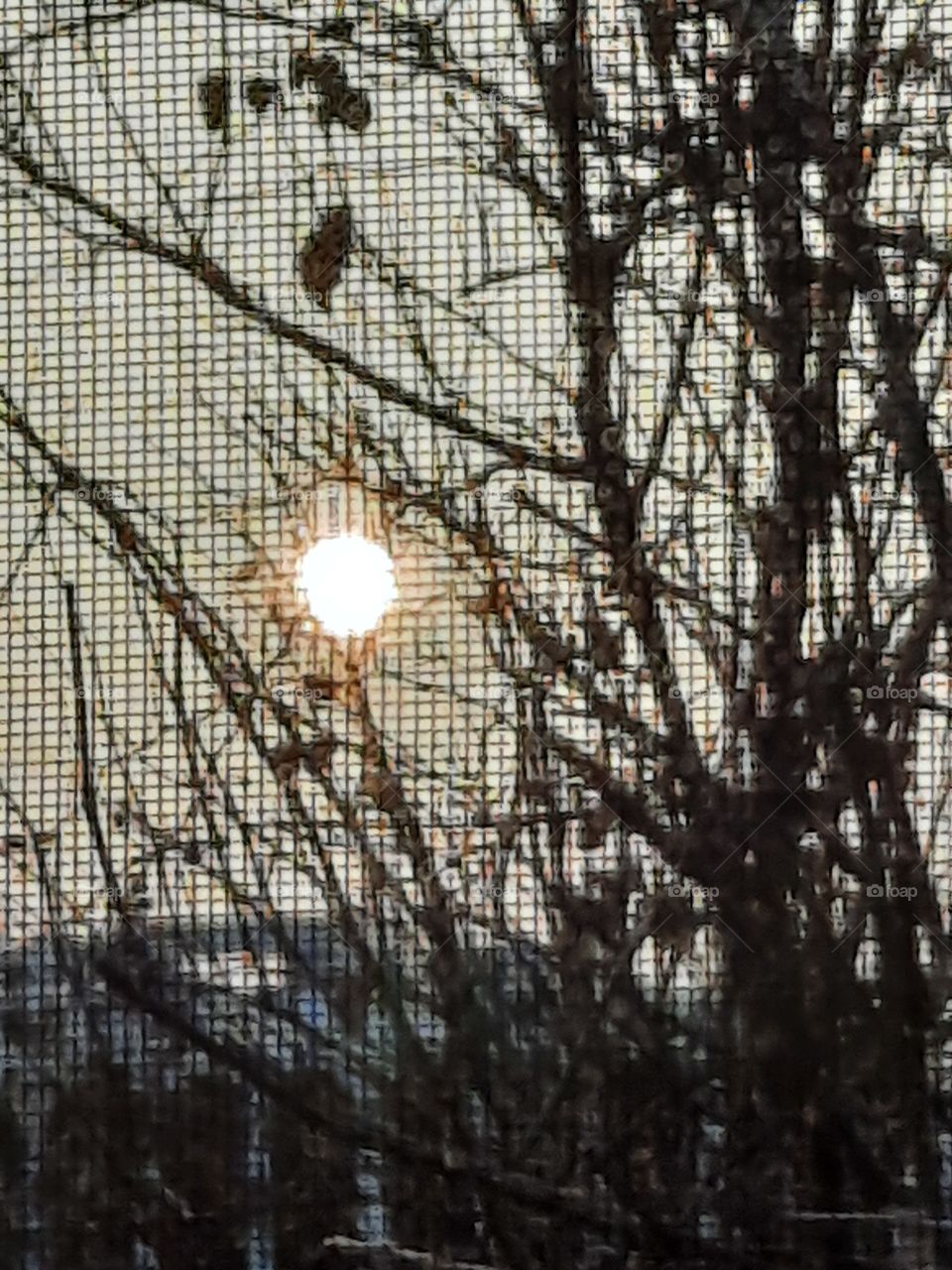 gray sky and cold sun at sunset  seen through mosquito mesh