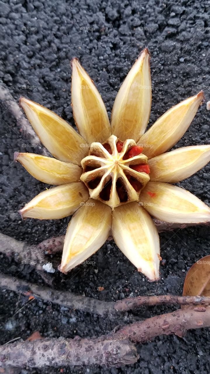 Flower from a signature tree Hawai'i