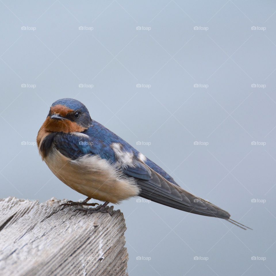 Barn Swallow 