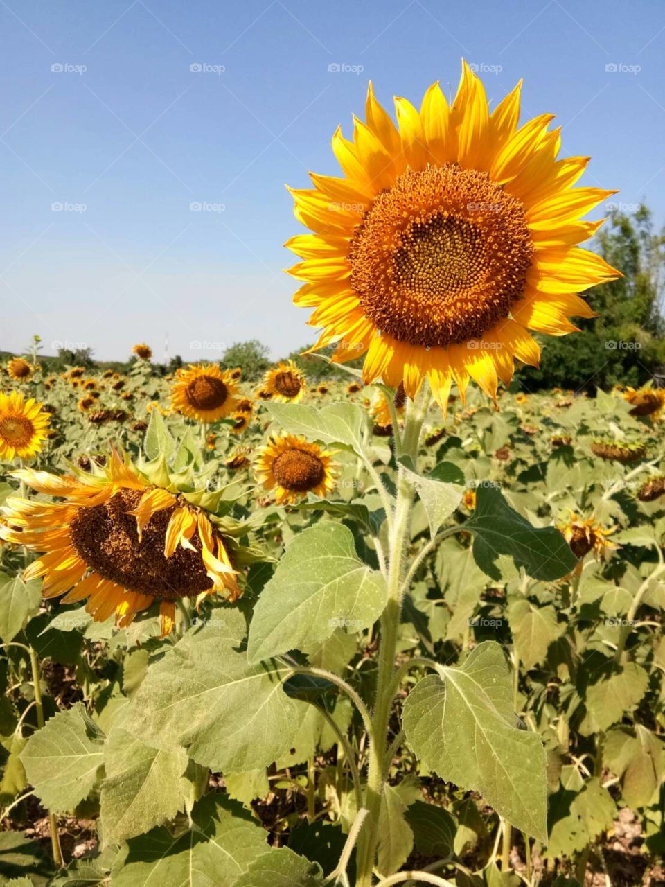 Sunflower field