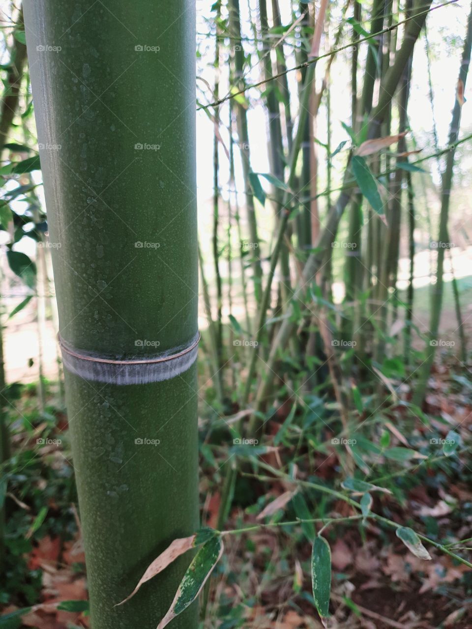 bambou