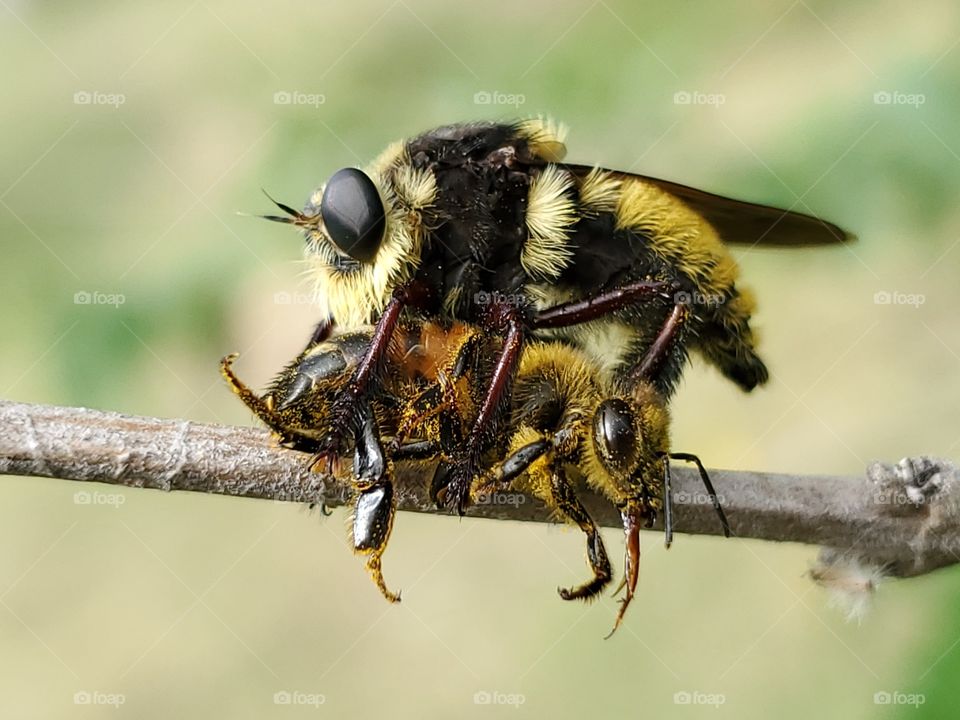 Macro of mallophora fautrix fly (Killer fly) and honeybee victim