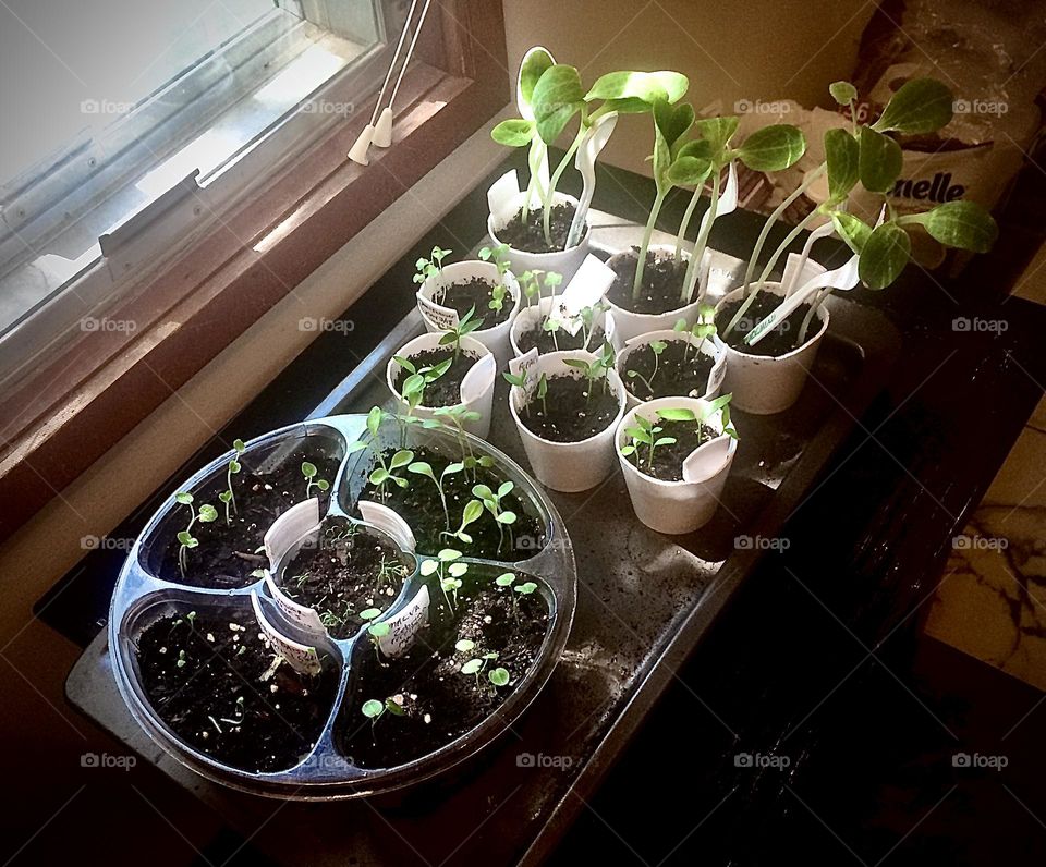 Seedlings, taking in the sunshine through the window, the round plastic container has assorted flowers, and the styrofoam cups have pumpkin, cantaloupe, and broccoli in them