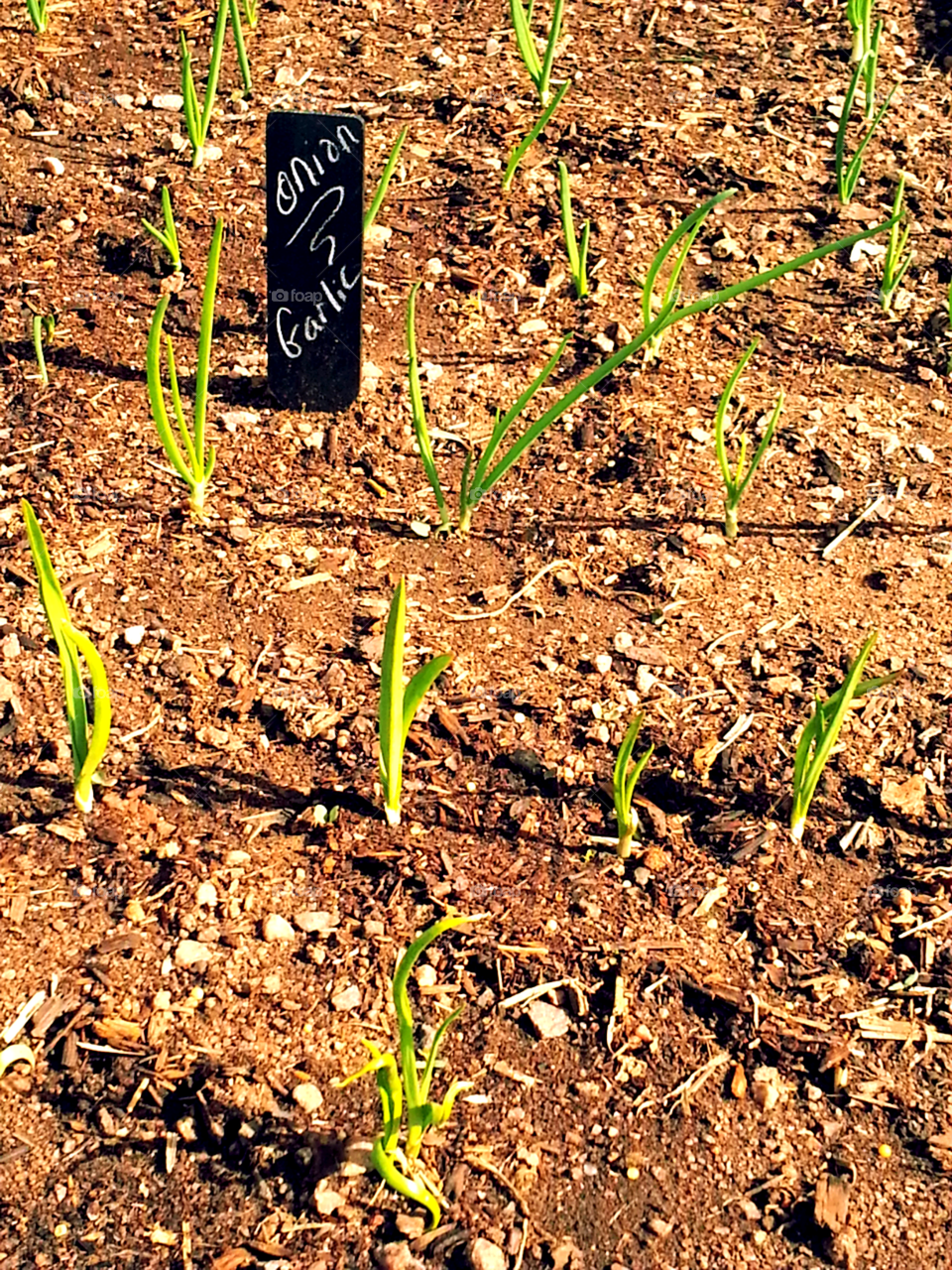 Onion and Garlic Patch. my urban garden