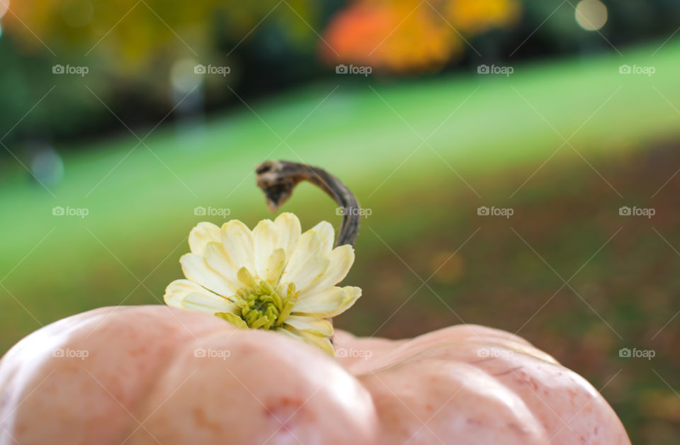 Autumn pumpkin garden decoration closeup selective focus background pink pumpkin with white zinnia flower and autumn leaves on tree in background 