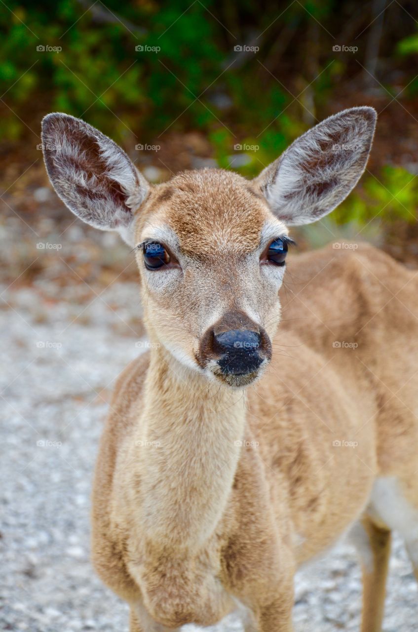 Beautiful deer
