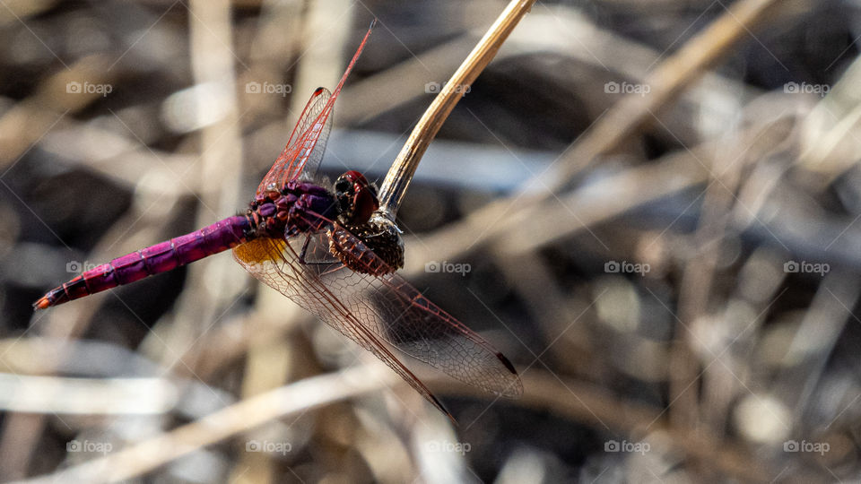 Trithemis annulata