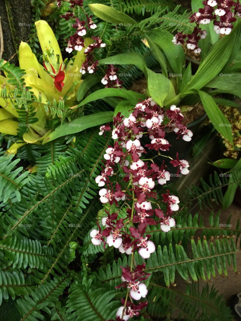 Orchid and Ferns