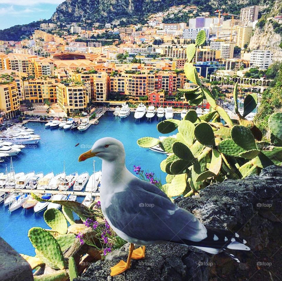 Good morning in Monaco. Чайка дышит утренним воздухом 🇲🇨