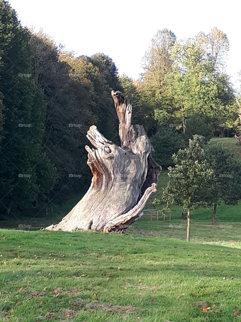 Ancient Oak Tree