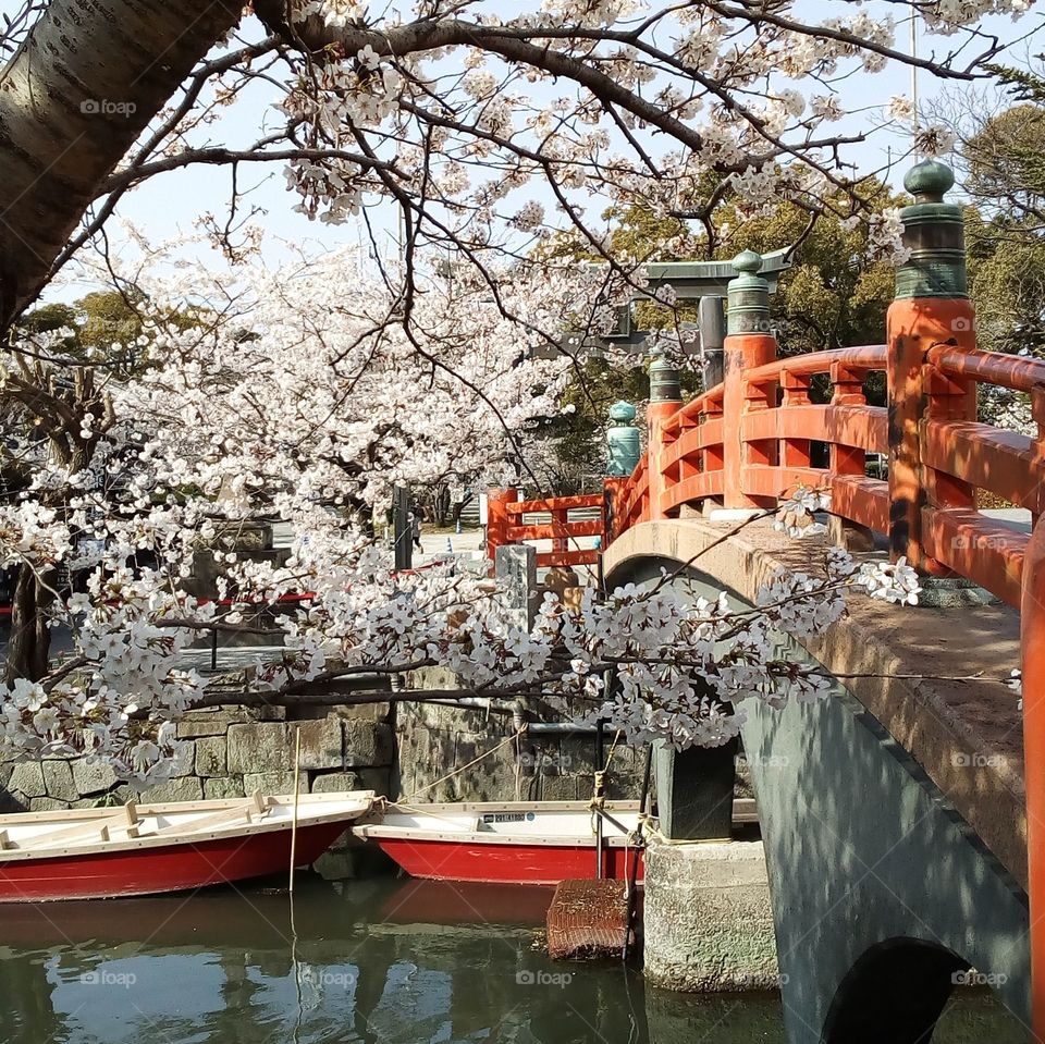 Cherry blossoms and boats at the entrance to a Japanese shrine in Yanagawa City