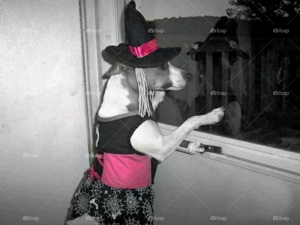 Happy Halloween 🐶