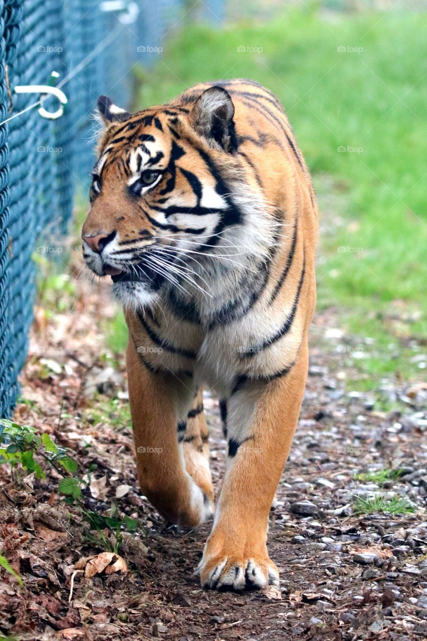 tiger