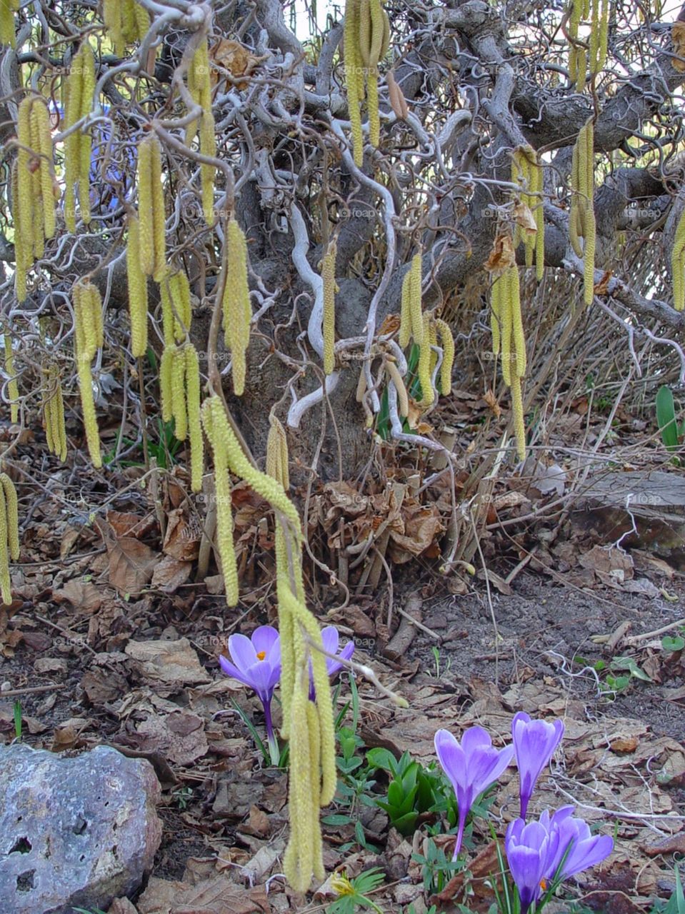 Filbert and crocus