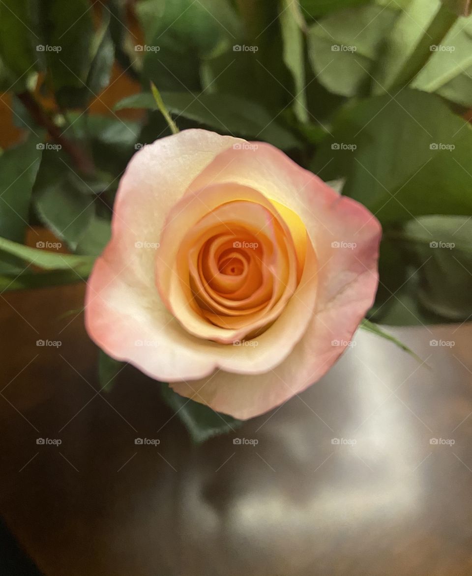 portrait of a flower