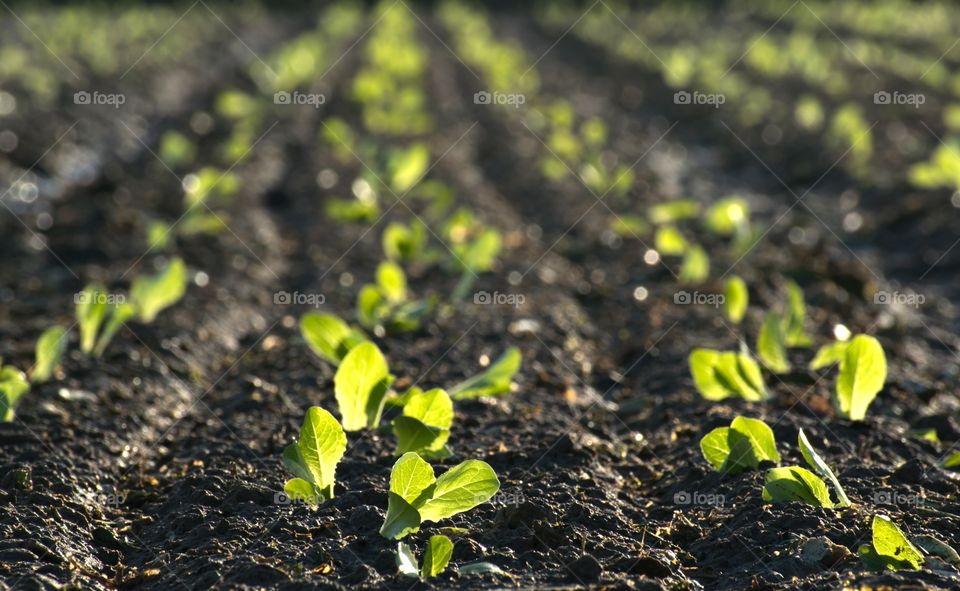 Little newly planted lettuce plants in a row at sunset