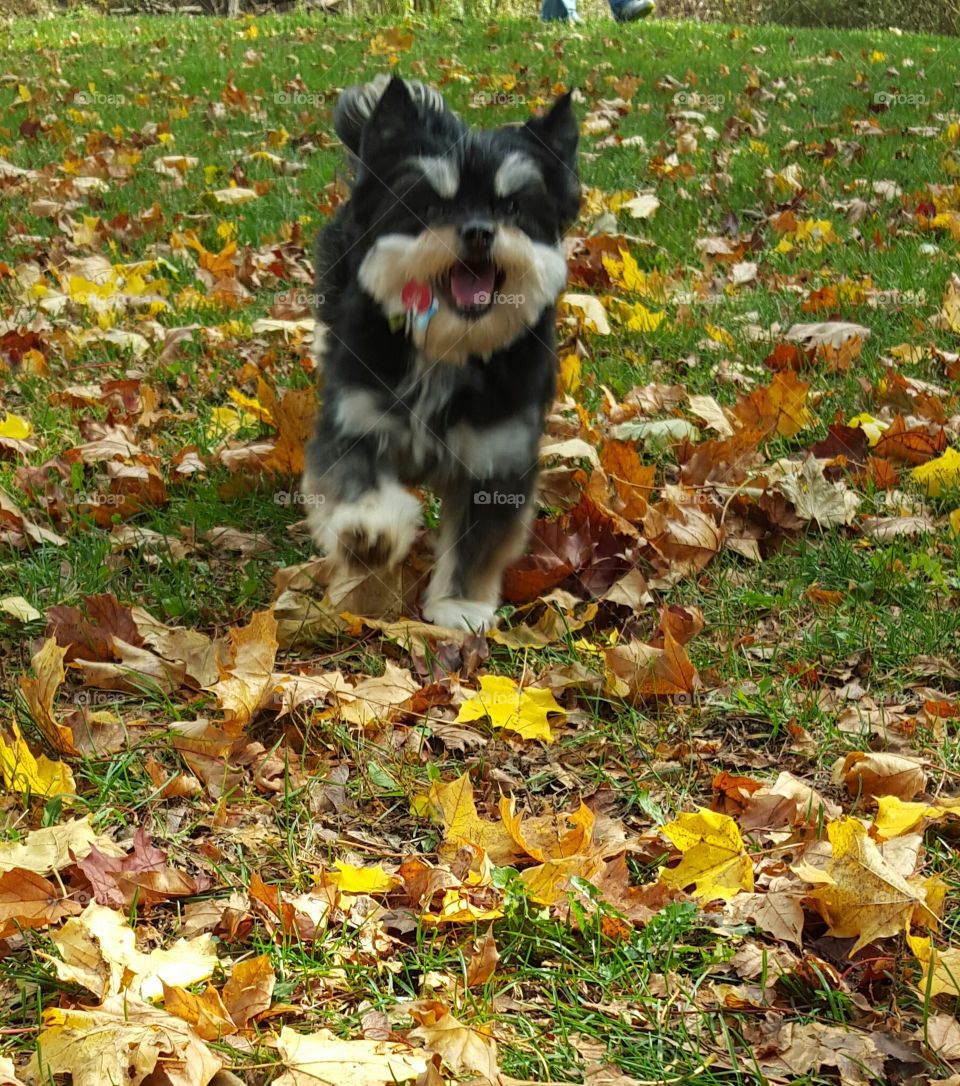 cute dog running through fall leaves