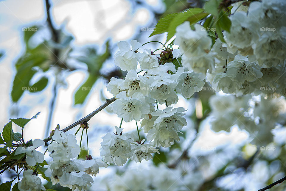 Blooming tree