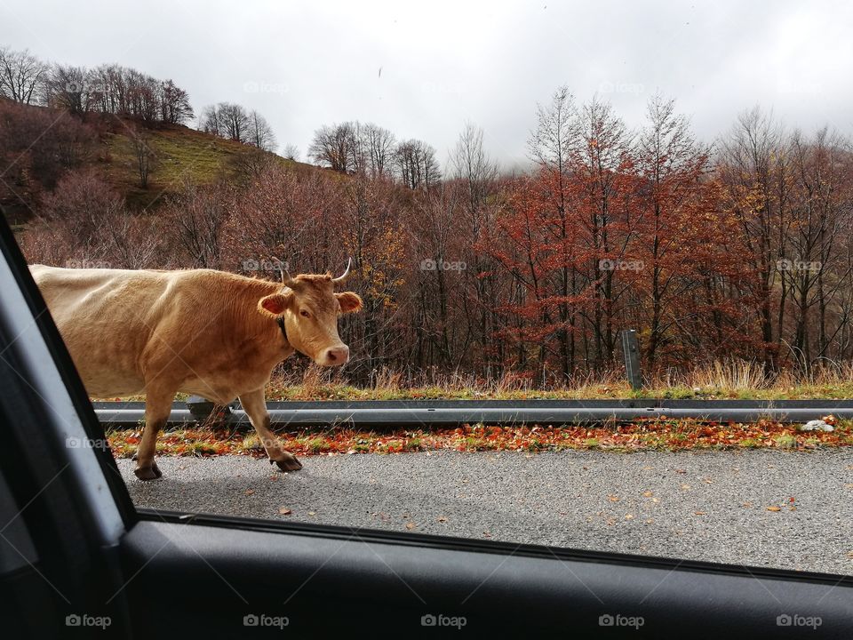 Cow walks in the street