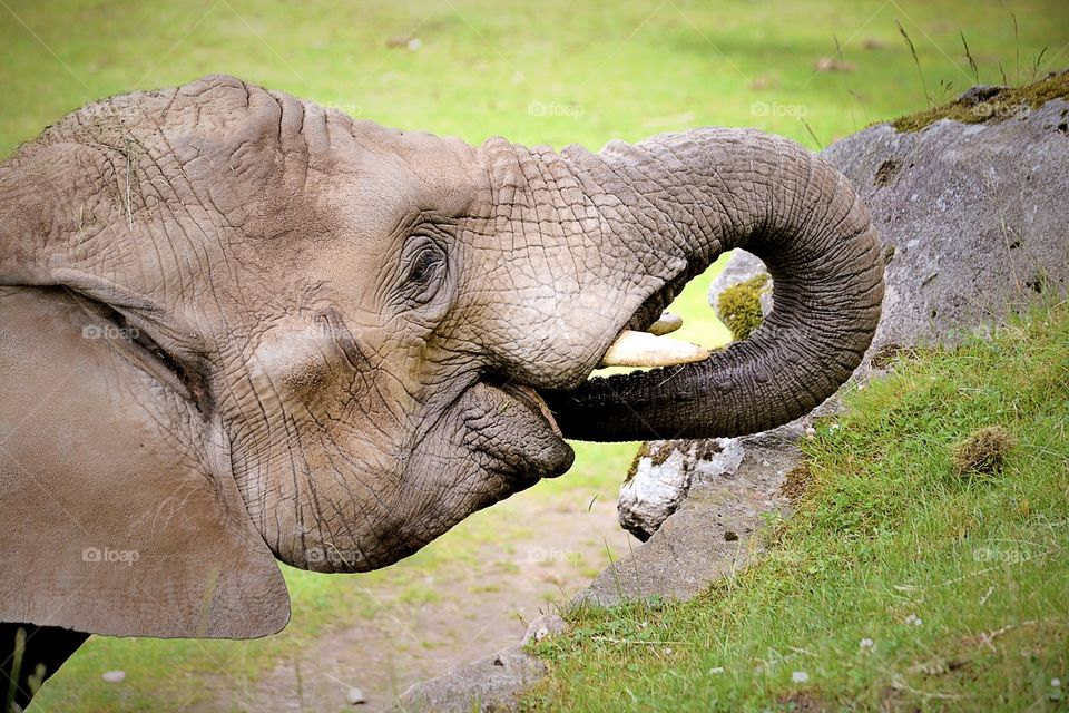 Close-up of elephant