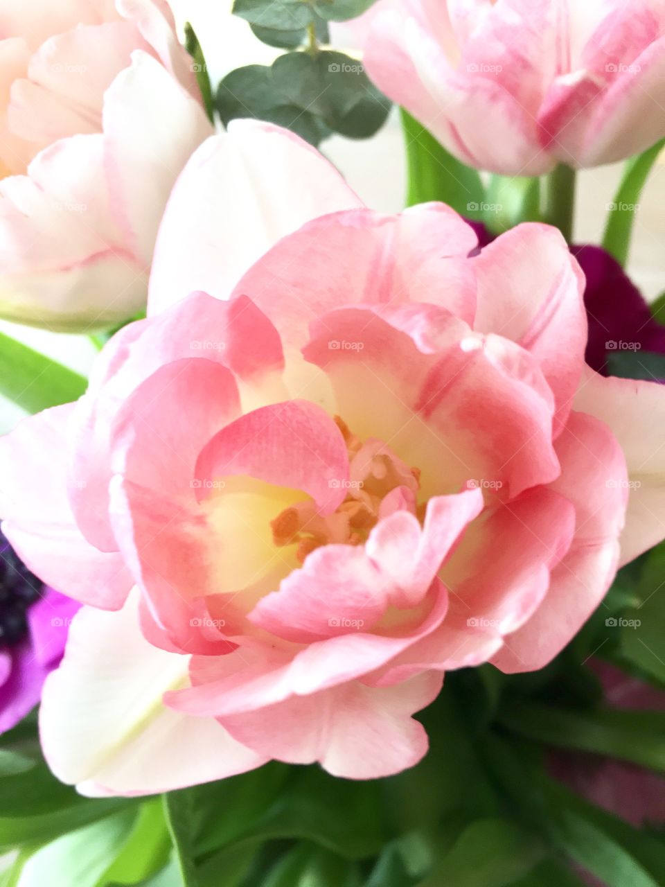 Close-up of pink flower