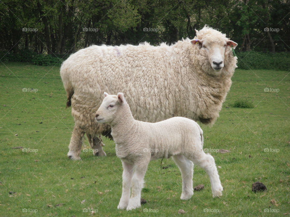 Mother Sheep With Lamb
