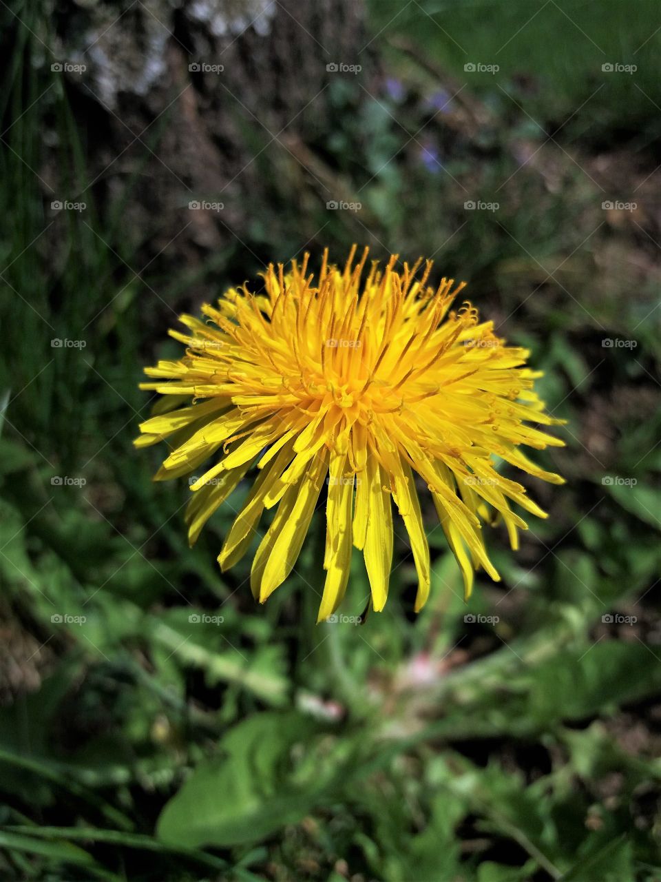 vibrant dandelion