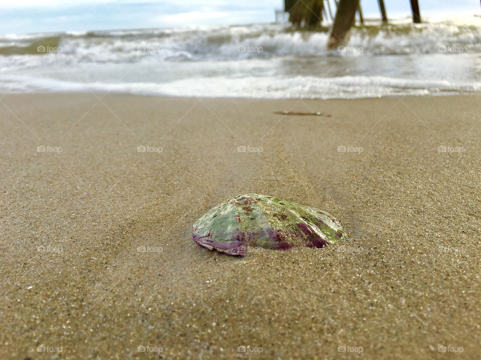 Single Clam seashell washed up on beach foreground 