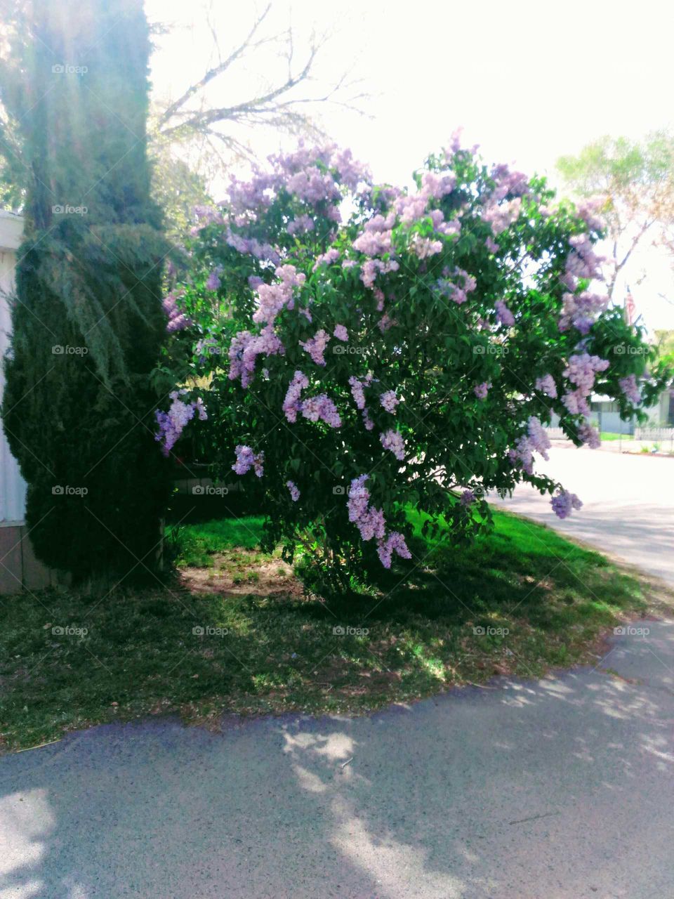 Beautiful Spring Lilacs! They Smell amazing!