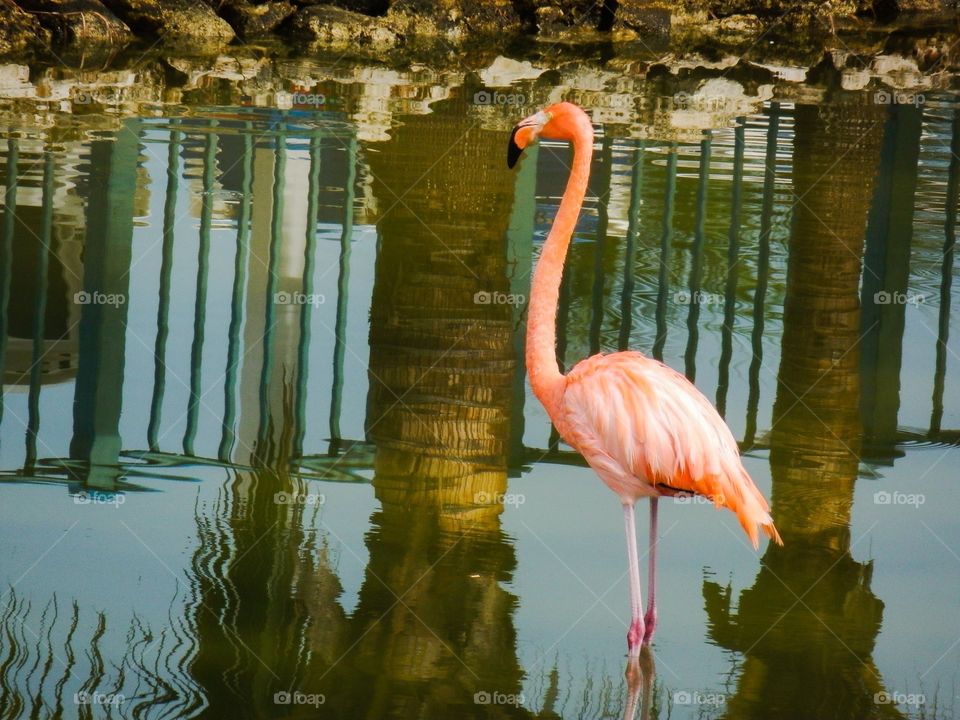 Wild Pink flamingo in native Cayo Coco, Cuba with reflections of palm trees in water in lagoon 