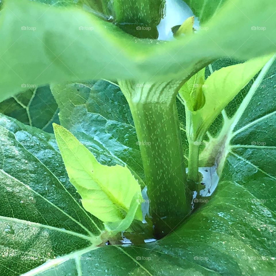 Plant collecting water