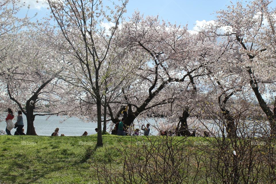 cherry blossoms