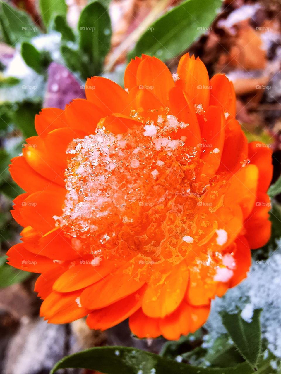 Flower's Beauty with snowy crystal