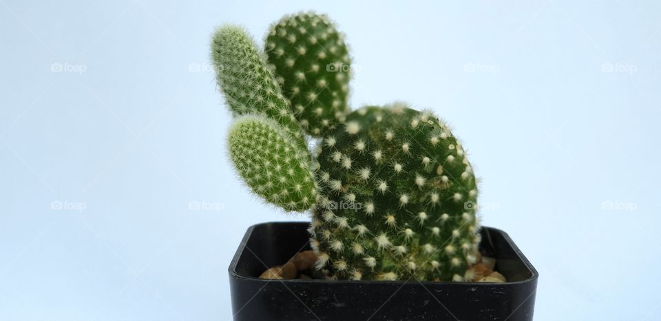 Cactus