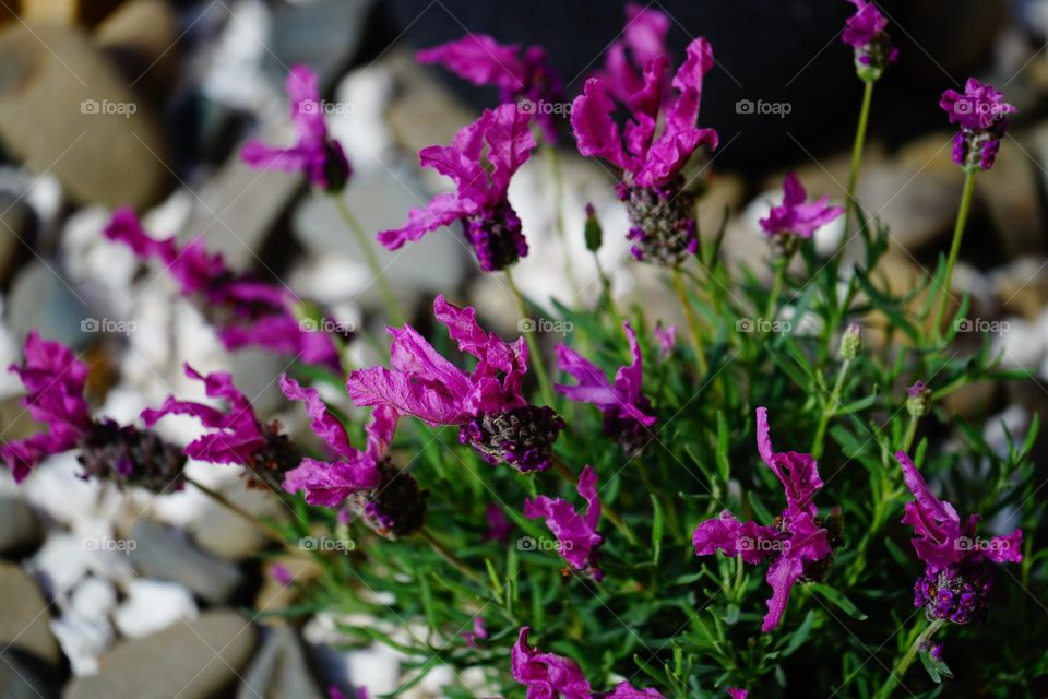 Lavender in my garden,Auckland