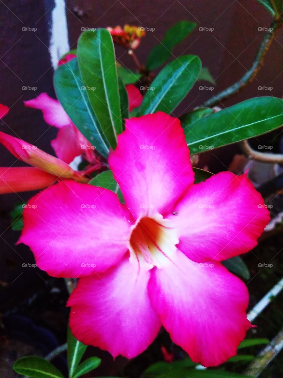 Frangipani flowers_2