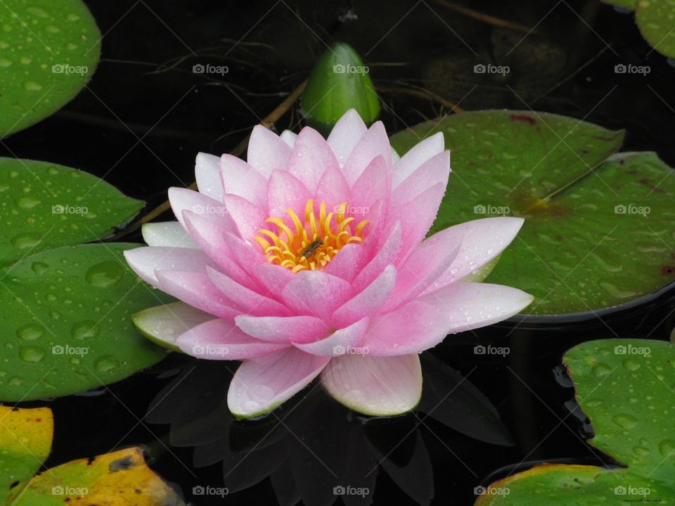 Water Lily♥
