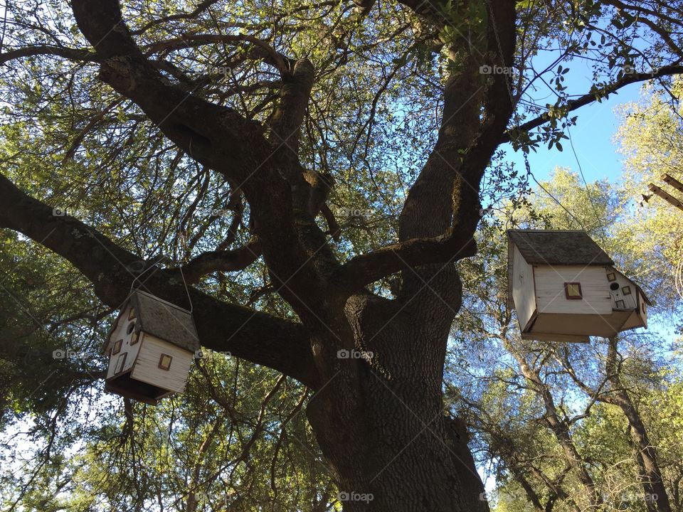 Bird houses. Looking up to the bird houses swinging in the old oak tree