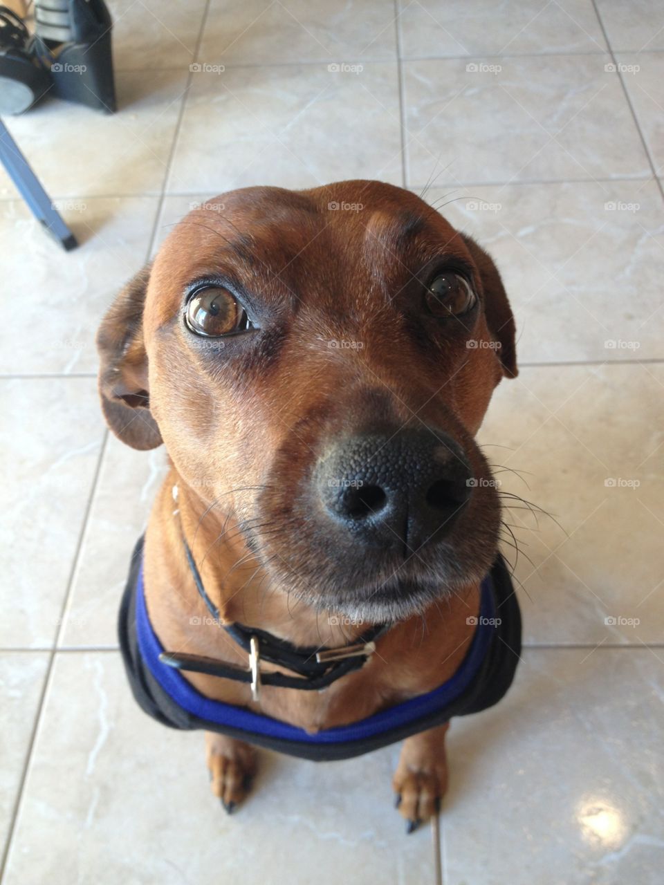 Close up of Mr Rico.