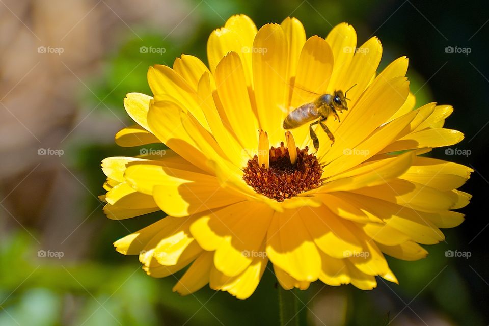 Bee departs flower after feeding