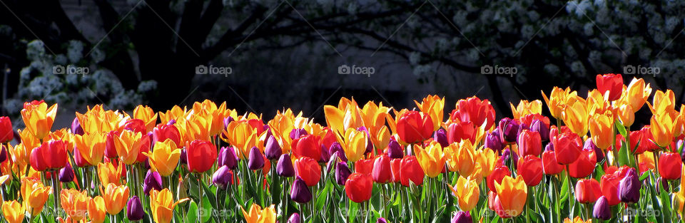 spring flowers color tulips by landon
