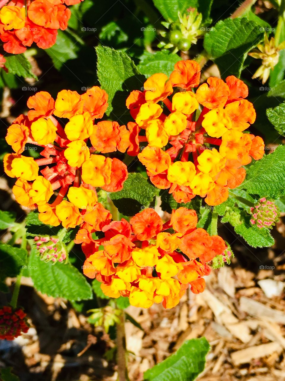 Three orange flowers 